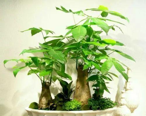 象征富贵的植物（探究富贵之草）