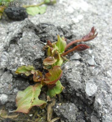 坚韧不拔的植物世界（探寻象征生命力的奇妙植物种类）