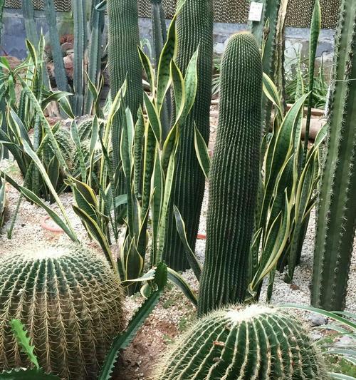 教师精神的象征植物（探究教师精神在植物中的映射）