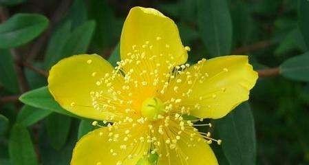 植物中的忠贞爱情（探寻象征爱情的花卉与树木）