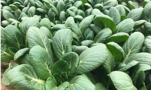 小白菜种植全攻略（春季种植）