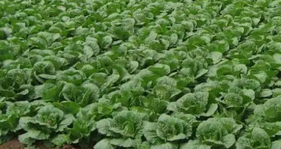 小白菜种植全攻略（春季种植）