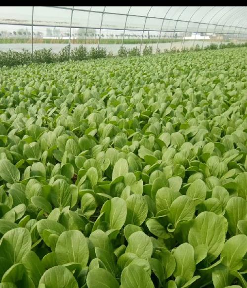 小白菜亩产量多少斤，种植技巧和注意事项（小白菜产量高）