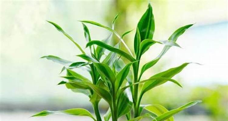 小白菜的生长环境（阳光与阴影的选择）