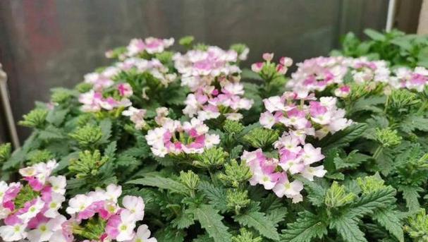 小草开花的神奇色彩（小草开花的形态特征与生长习性）