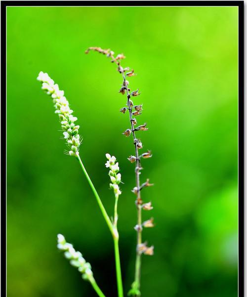 小草，草本植物的代表（探秘小草的奇妙世界）