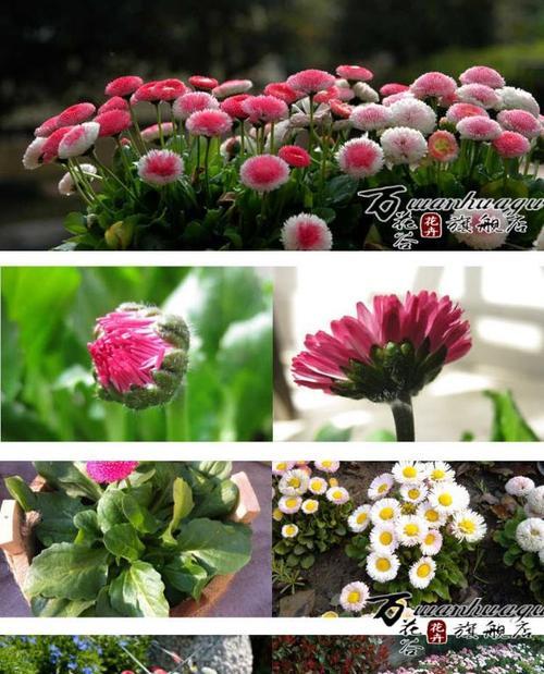 小雏菊（睡眠质量提升的秘密武器）