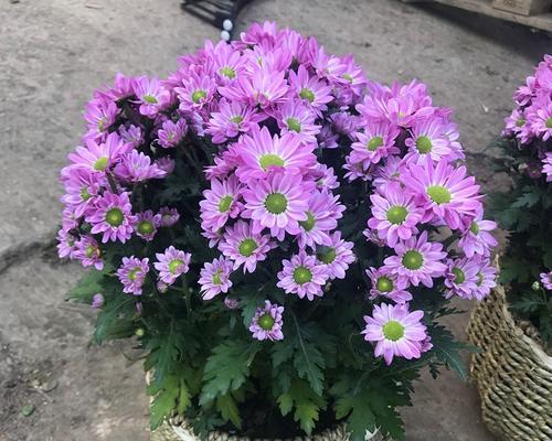 小雏菊——适合种在家庭院子里的理由（了解小雏菊的种植特点和优点）