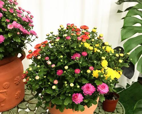 小雏菊——适合种在家庭院子里的理由（了解小雏菊的种植特点和优点）