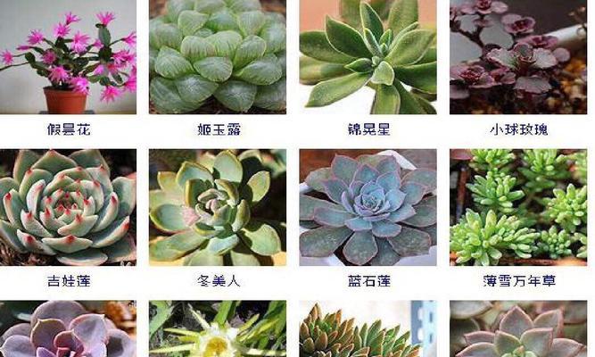 小雏菊的种植方法详解（什么时候播种最合适）