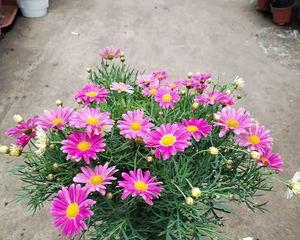 一、小雏菊的花期概述