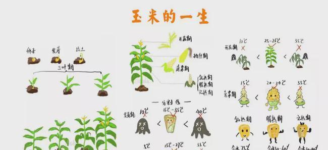 小葱的种植方法和时间（轻松学会）