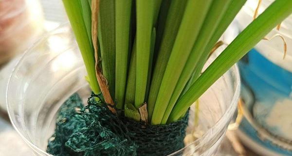 小葱水养技巧详解（了解小葱的生长特点）