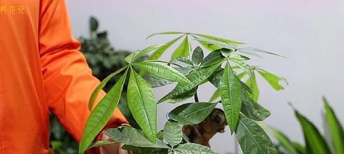 小发财树怎么养护，让它长得茂盛（养护小发财树从选择土壤到病虫害防治）