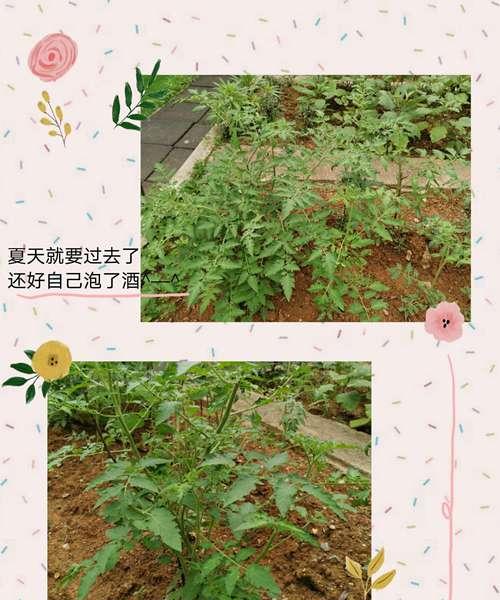 小番茄种子的种植方法（从选种到收获）