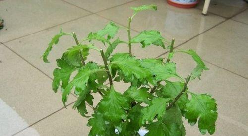 如何正确摘心打顶小丽花（小丽花摘心打顶时间与方法全解析）