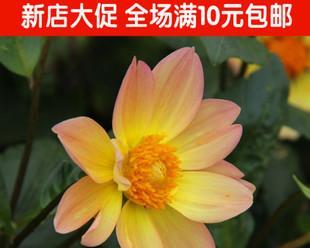 小丽花种球的种植时间及方法（如何在适宜的季节种植小丽花种球）
