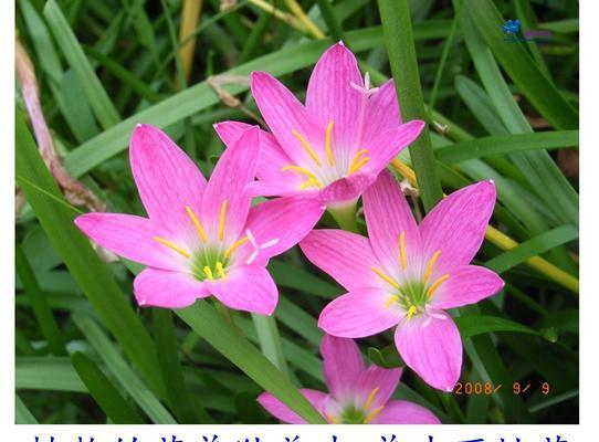 小麦是单性花还是两性花（探究小麦的生殖方式）