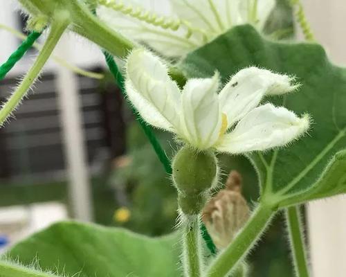 小麦是单性花还是两性花（探究小麦的生殖方式）