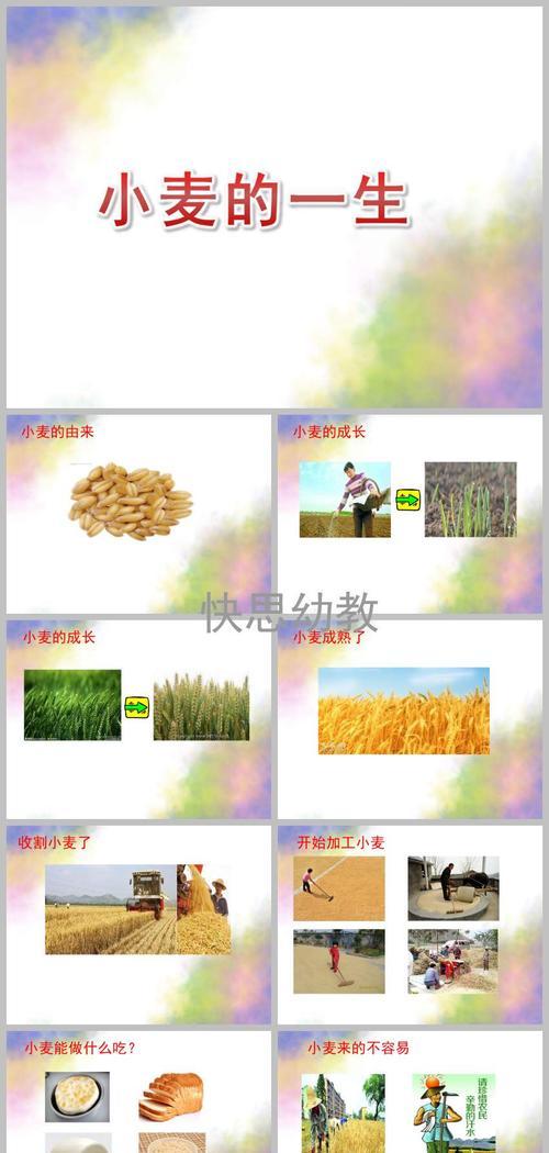 探寻小麦的起源地（揭开小麦故乡的神秘面纱）