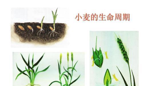 小麦种植的温度与气候要求（探究小麦生长所需的气候条件）