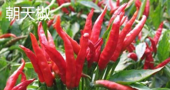 小米辣北方能种吗（小米辣北方种植地和条件）
