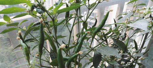 小米辣北方能种吗（小米辣北方种植地和条件）