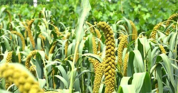 小米什么时候播种合适（探讨小米的种植时间和技巧）