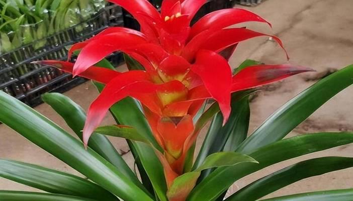 小蜜蜂花的神秘面纱（探秘小蜜蜂花别名及花语之谜）
