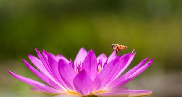小蜜蜂花的神秘面纱（探秘小蜜蜂花别名及花语之谜）