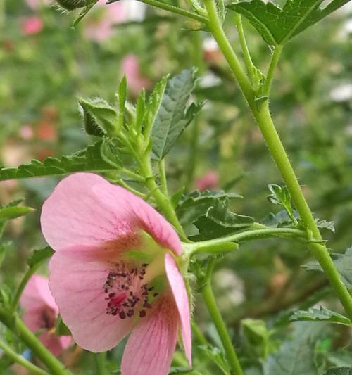 小木槿花期解析（揭秘小木槿花期）