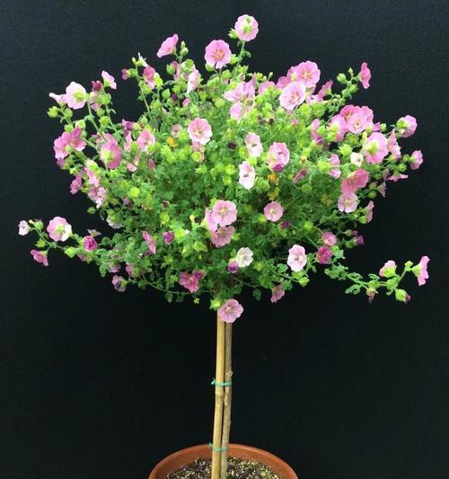小木槿花期解析（揭秘小木槿花期）