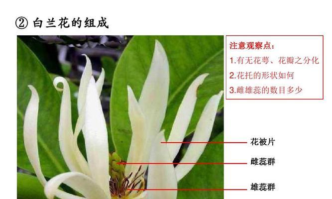 小木槿叶子卷曲的原因与处理方法（探究小木槿叶子卷曲现象）