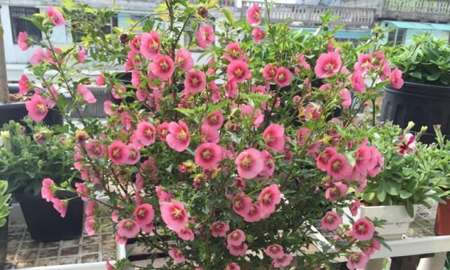 夏日养护小木槿，如此操作让你不再愁（从夏季养护、灌溉到防虫防病）