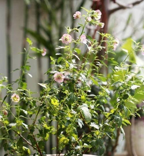 夏日养护小木槿，如此操作让你不再愁（从夏季养护、灌溉到防虫防病）