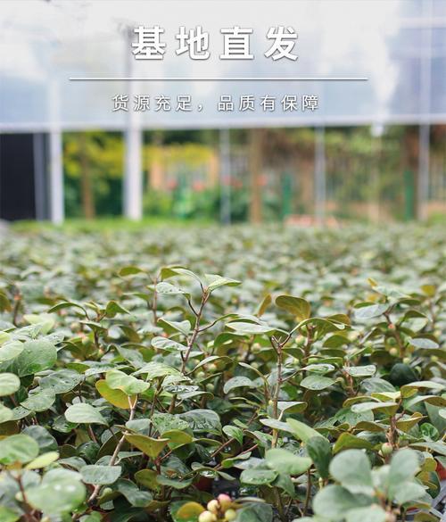 小盼菩提养殖全攻略（从种植到收获）