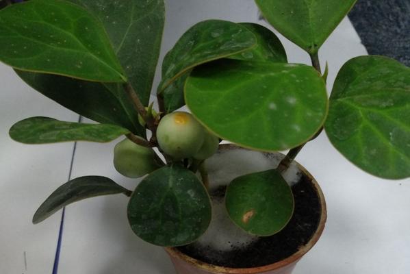 小盼菩提养殖全攻略（从种植到收获）