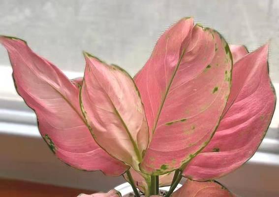 小苹果养殖详解（有毒吗）