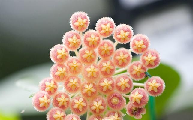 揭秘小手球花的奥秘（小手球花的别名及生长环境）