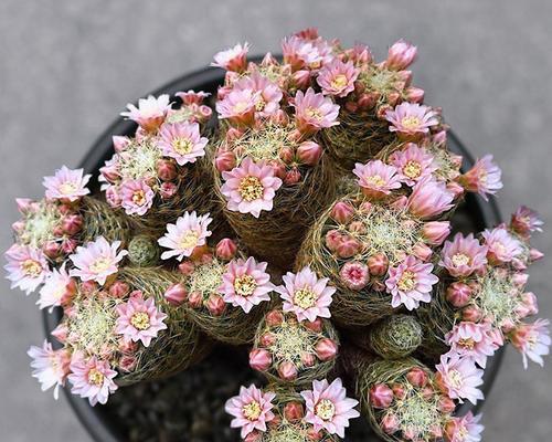 揭秘小手球花的奥秘（小手球花的别名及生长环境）