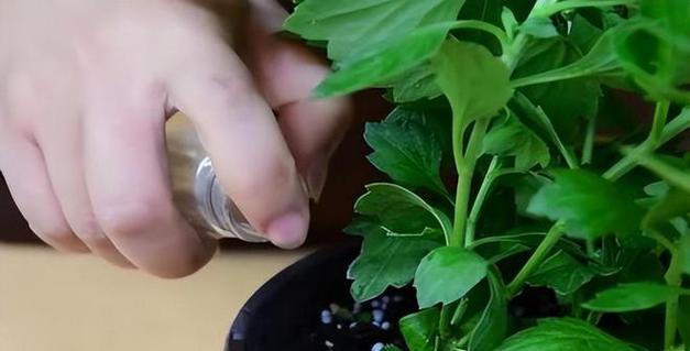 小苏打（探讨小苏打在植物生长中的作用及注意事项）