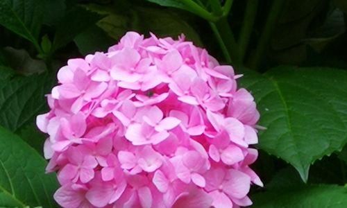 以木绣球的花语（以木绣球的花语和寓意解读）