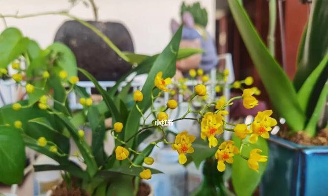 文心兰的花语及意义（文心兰的美丽故事与寓意）
