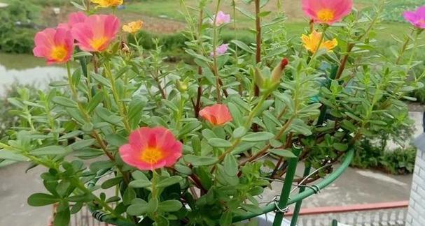 仙人掌的寓意和象征（从荒芜到坚韧）