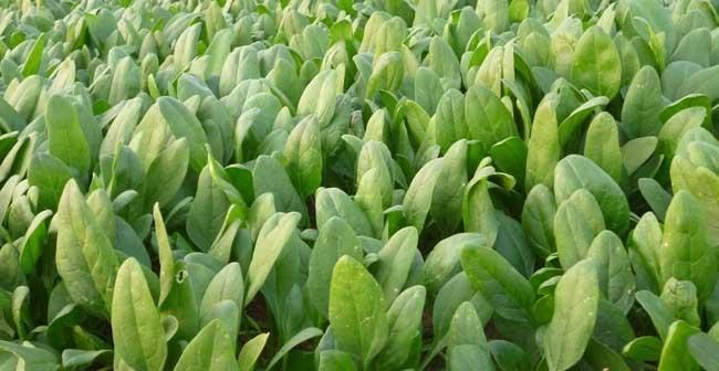 初春菜园种植指南（初春适合种什么菜）