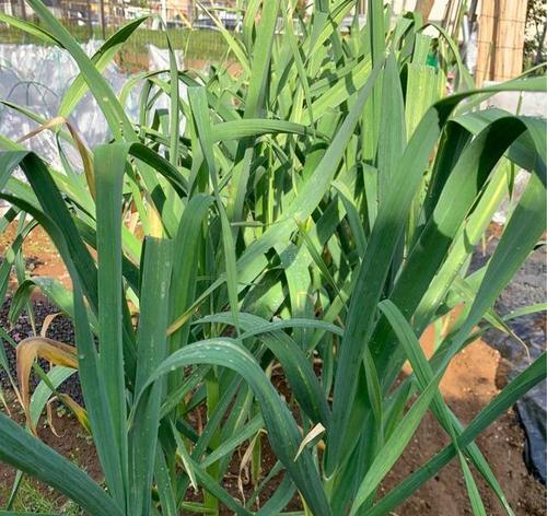 初春菜园种植指南（初春适合种什么菜）