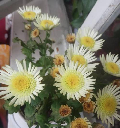 四季浇水，了解正确的几天浇一次水，让你的菊花更加茂盛（春夏秋冬）