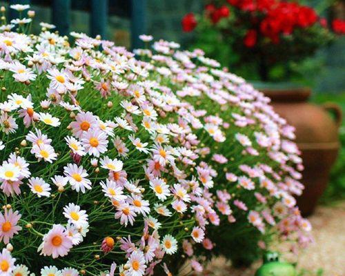 探究雏菊的花期（了解雏菊开花的时节及其特点）