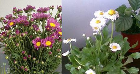 春季花开美如画，初夏盛开雏菊（雏菊花期详解）