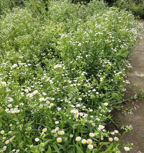 探秘令人心醉的小巧花朵——菊花